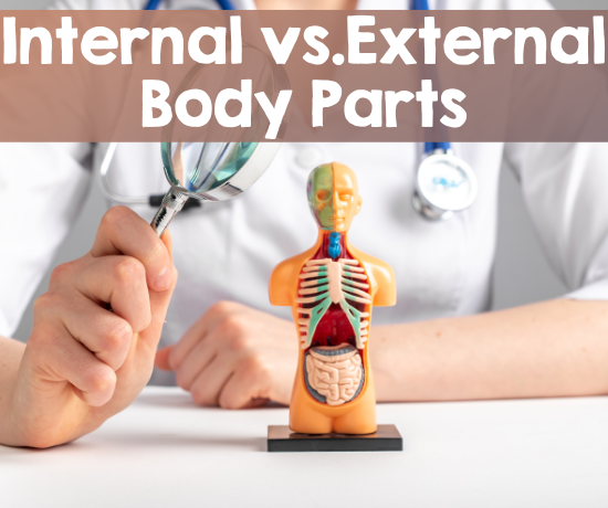 Featured Image - Internal vs. External Body Parts