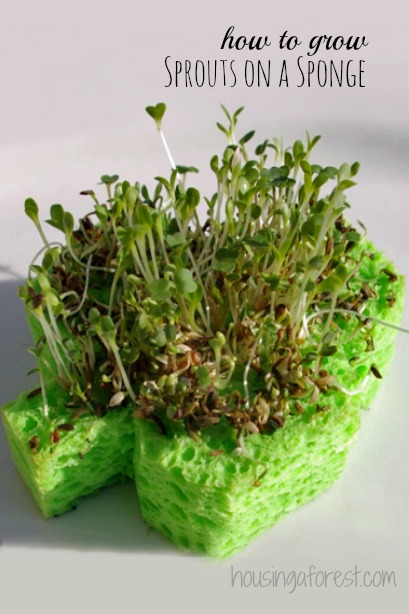 Sprouts on a sponge - Saint Patrick's Day STEM
